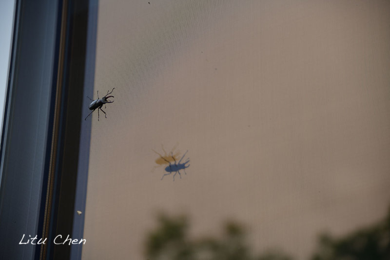 DSC_6609.jpg