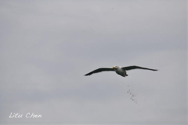 DSC_7296.jpg