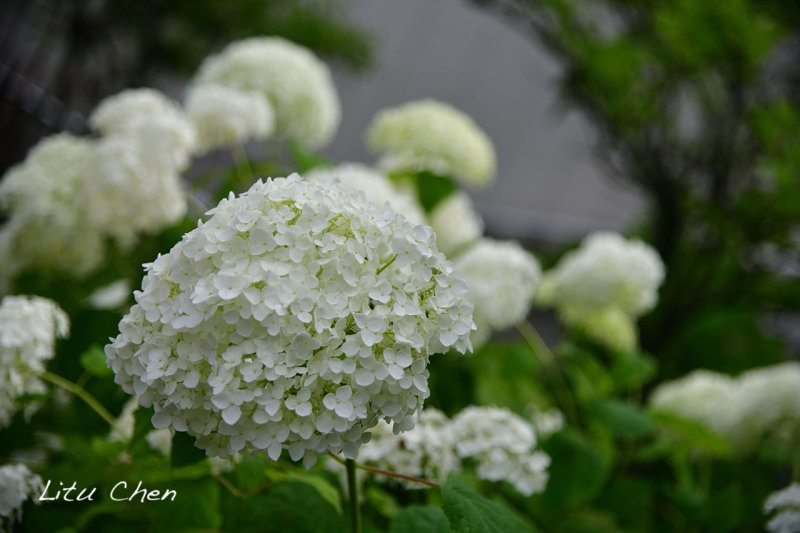 DSC_8513.jpg