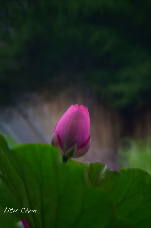 DSC_3536.jpg