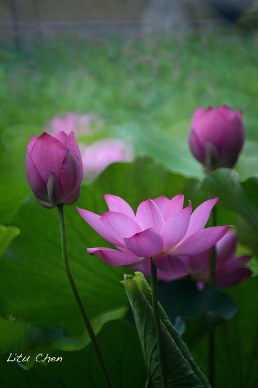 DSC_3556.jpg