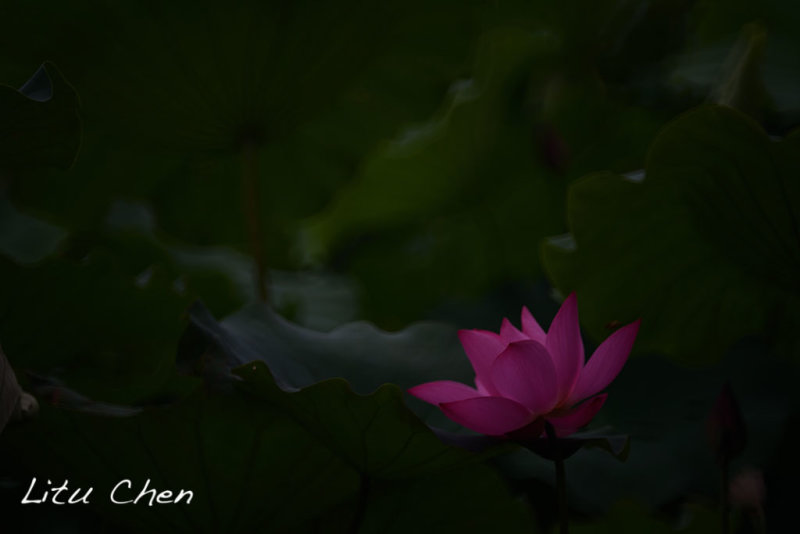 DSC_3560.jpg