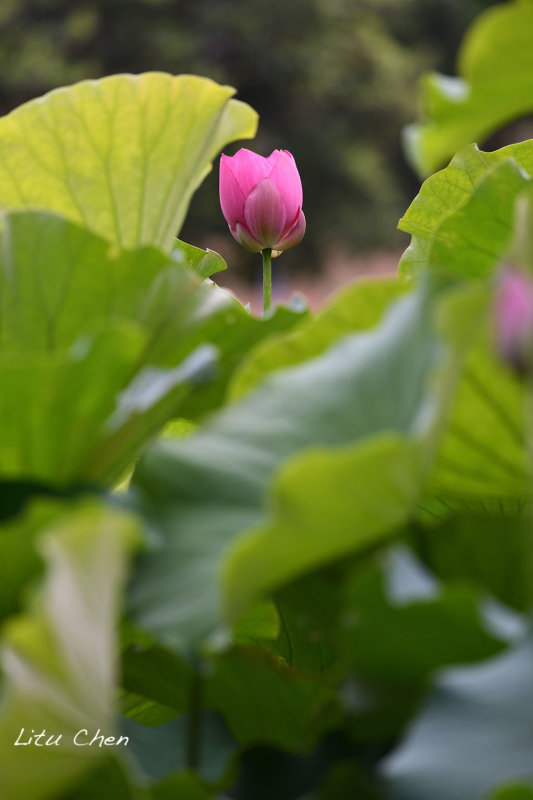 DSC_3567.jpg
