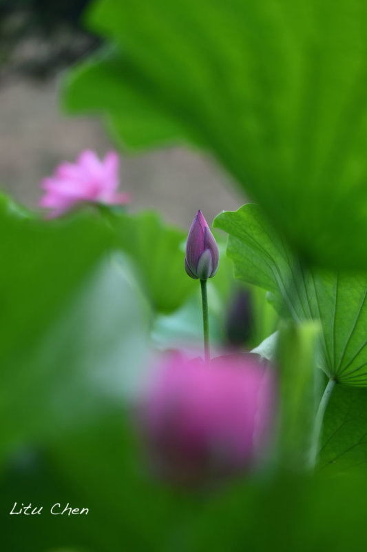 DSC_3572.jpg