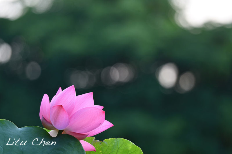 DSC_3602.jpg