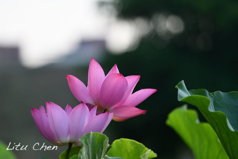 DSC_3605.jpg