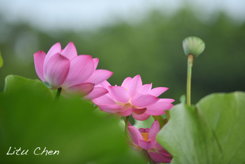 DSC_5253.jpg
