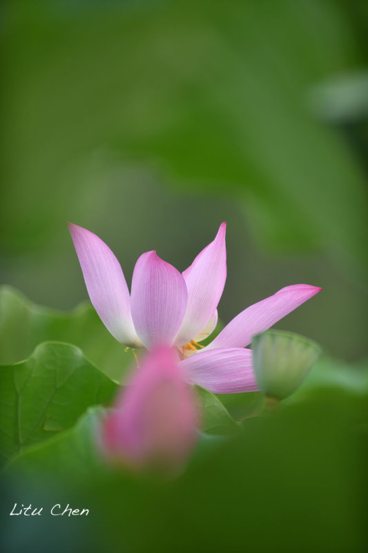 DSC_5265.jpg