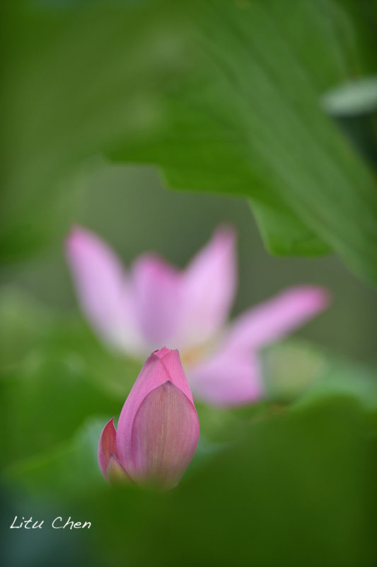 DSC_5266.jpg