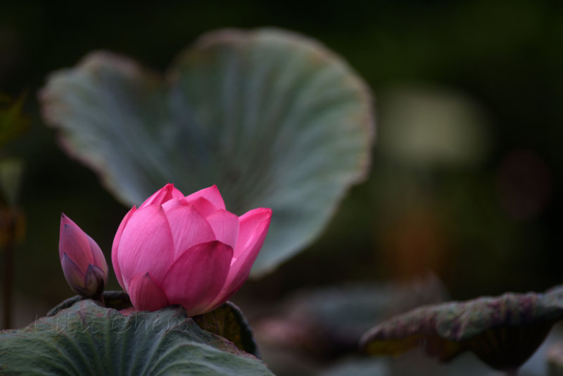 DSC_1457.jpg