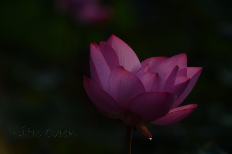 DSC_1492.jpg