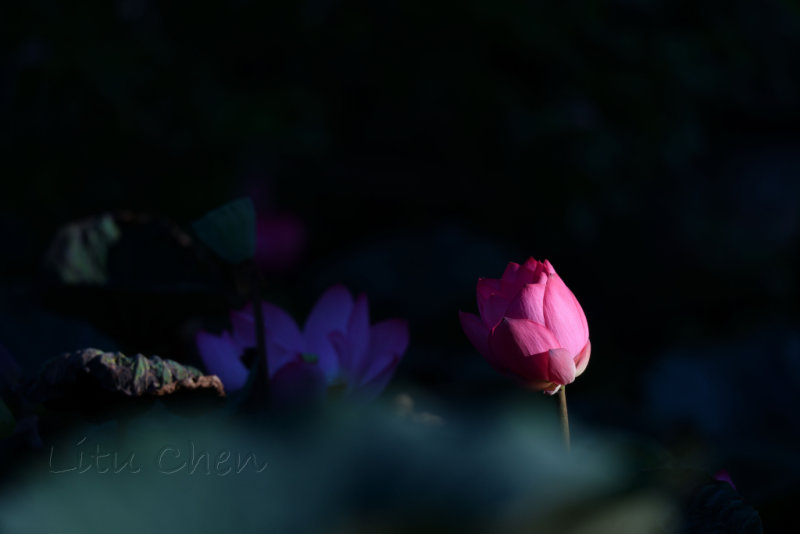 DSC_1542.jpg