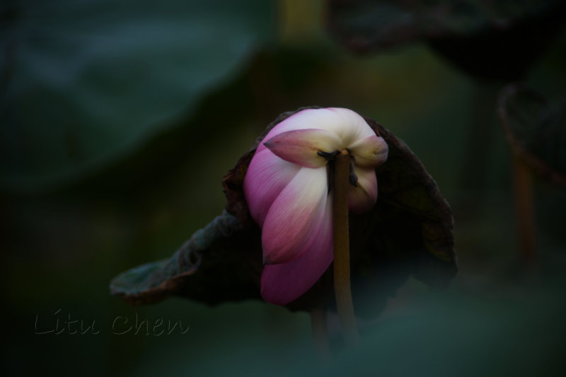 DSC_1610.jpg