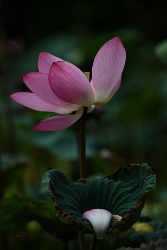 DSC_1661.jpg
