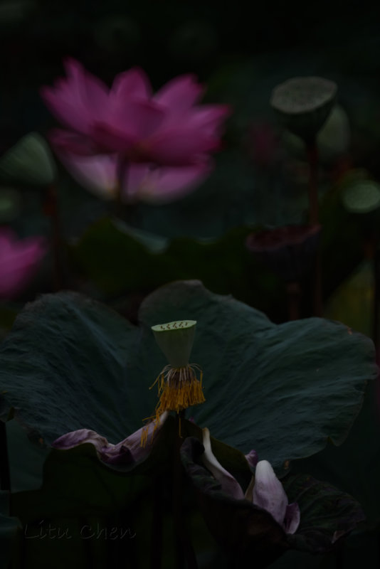 DSC_1667.jpg