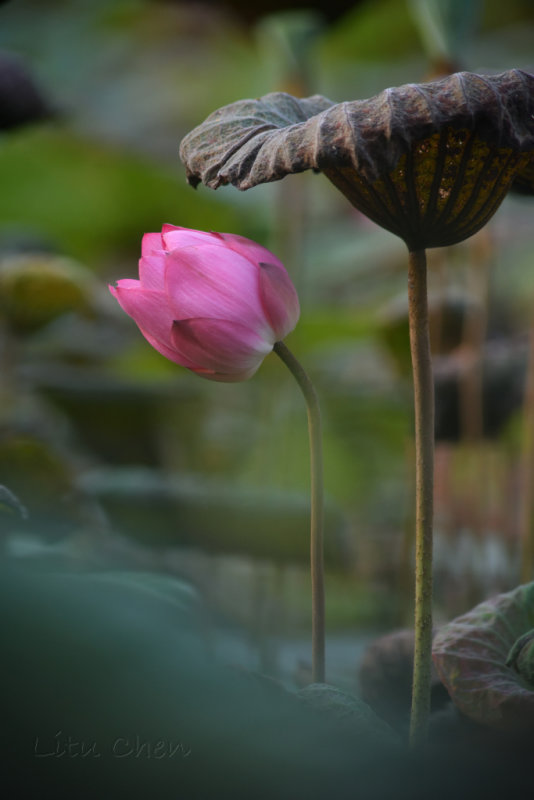 DSC_1697.jpg
