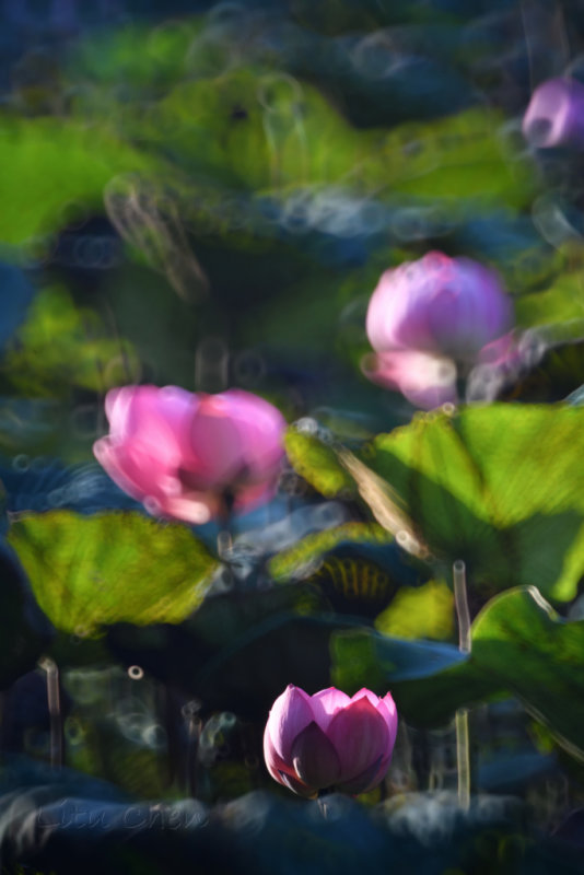 DSC_1729.jpg