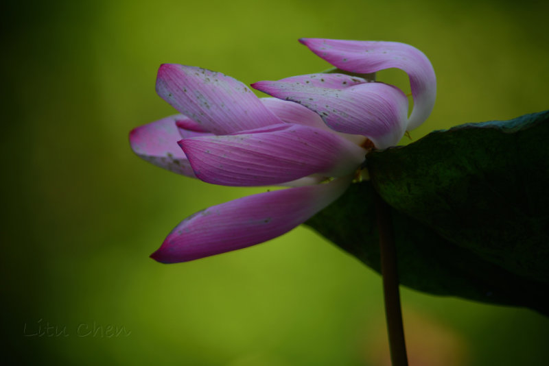 DSC_1810.jpg