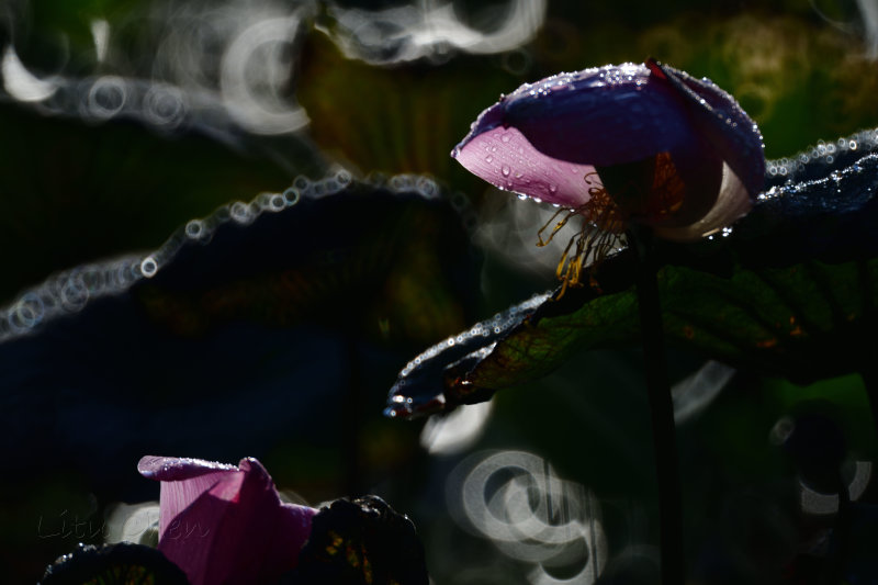 dsc_7911.jpg