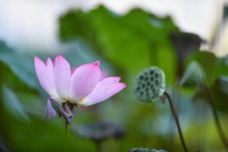 dsc_8170.jpg