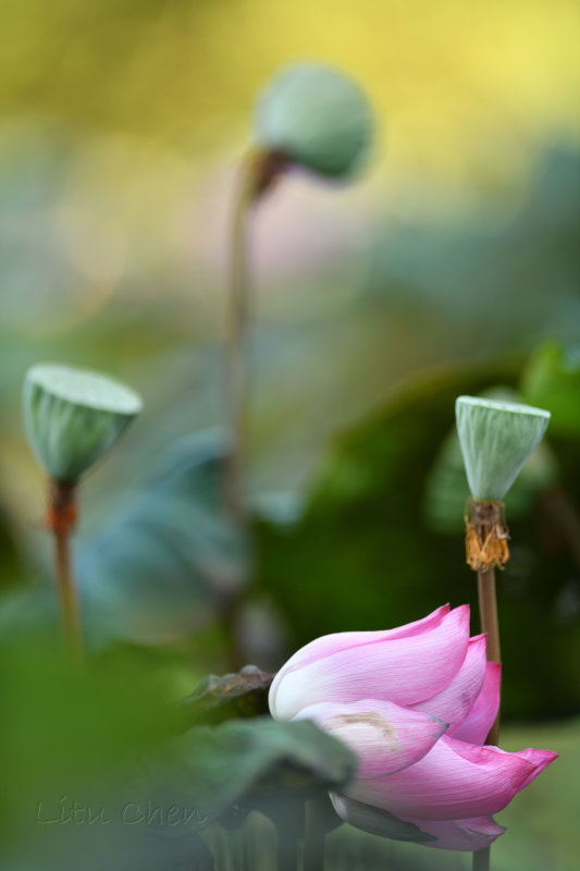 dsc_8194.jpg