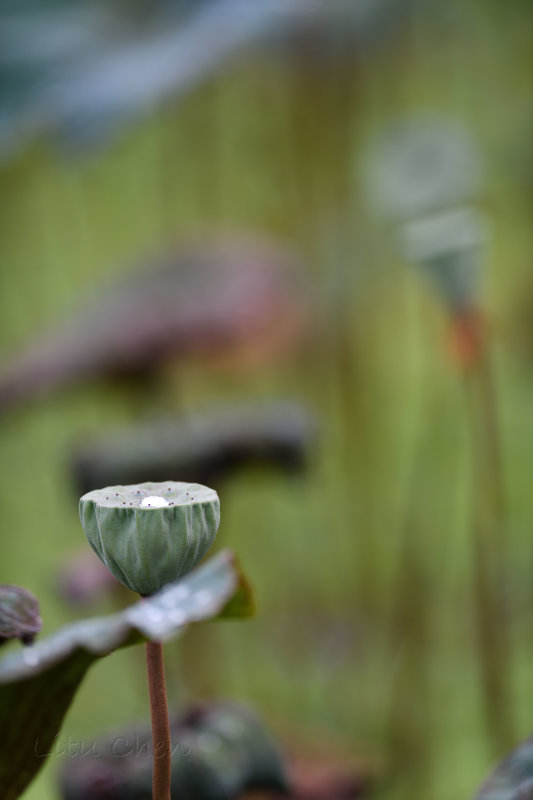 dsc_8280.jpg
