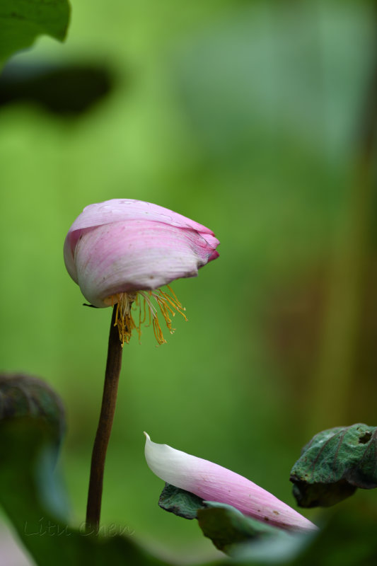 dsc_8291.jpg