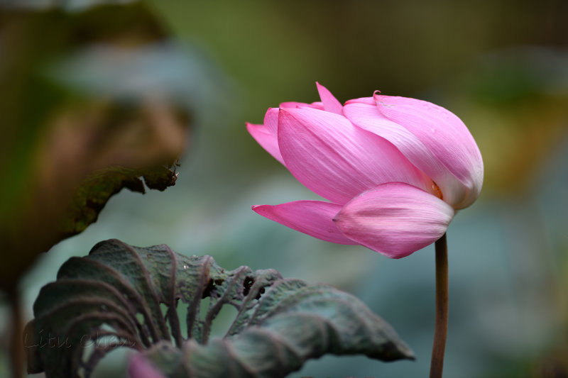 dsc_8333.jpg