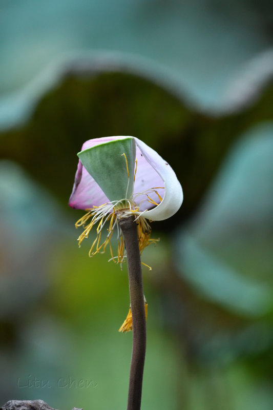 dsc_8342.jpg