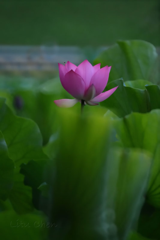 dsc_8487.jpg