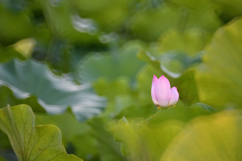 dsc_8497.jpg
