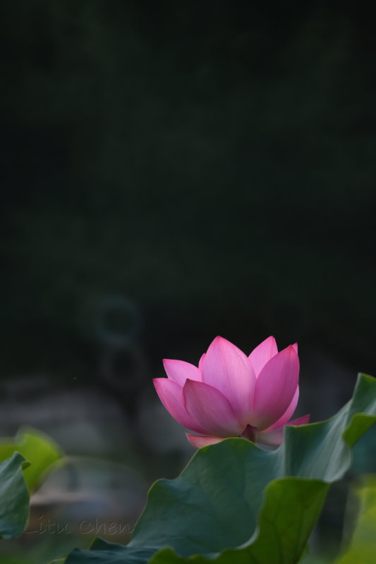 dsc_8504.jpg
