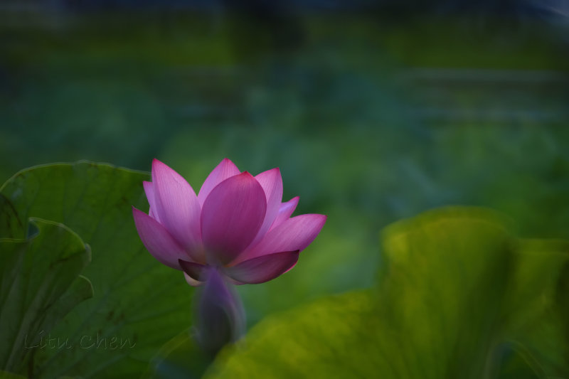 dsc_8506.jpg