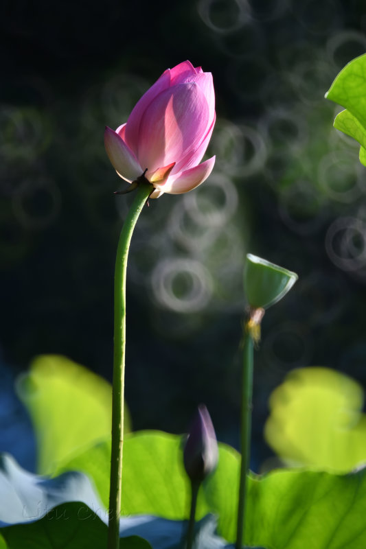 dsc_8536.jpg