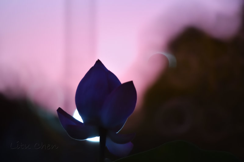 dsc_8538.jpg