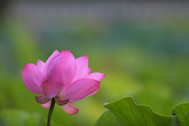 dsc_8575.jpg