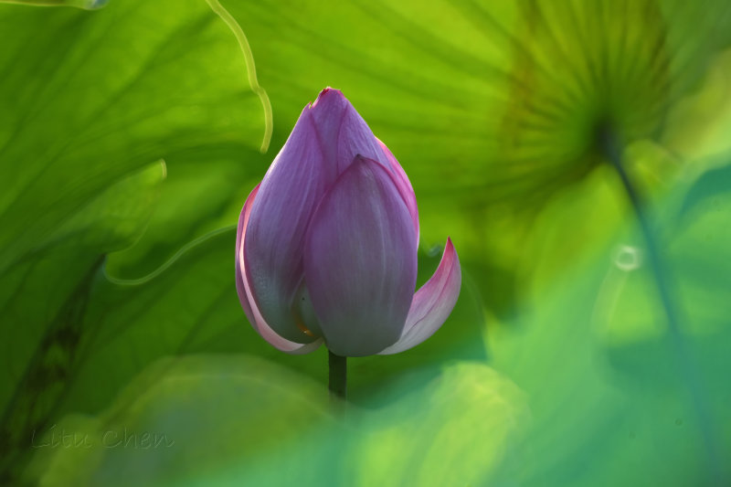 dsc_8585.jpg