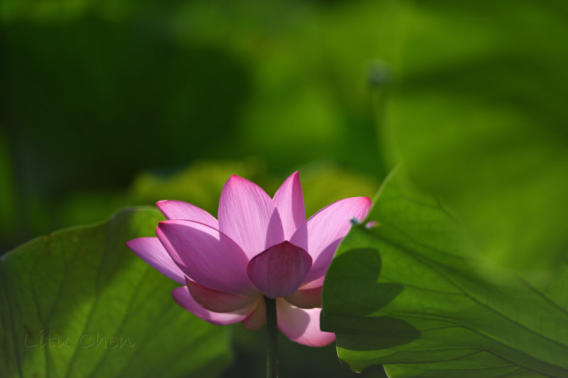 dsc_8621.jpg