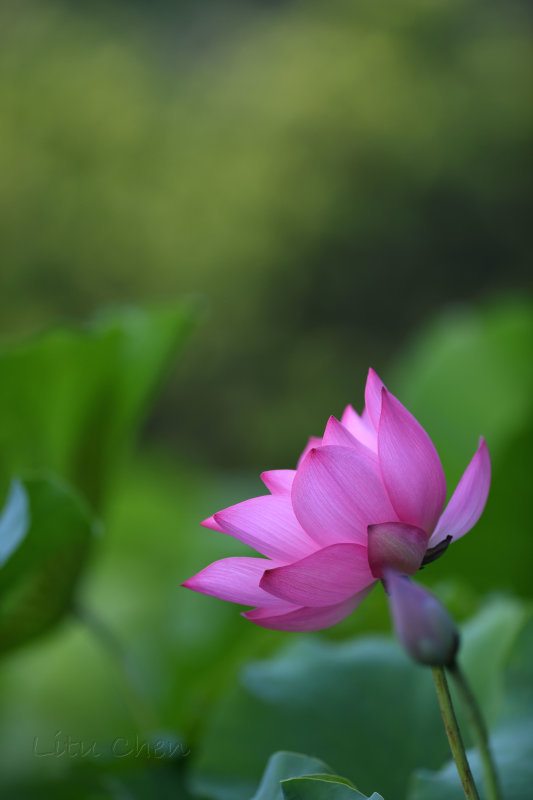 dsc_8746.jpg