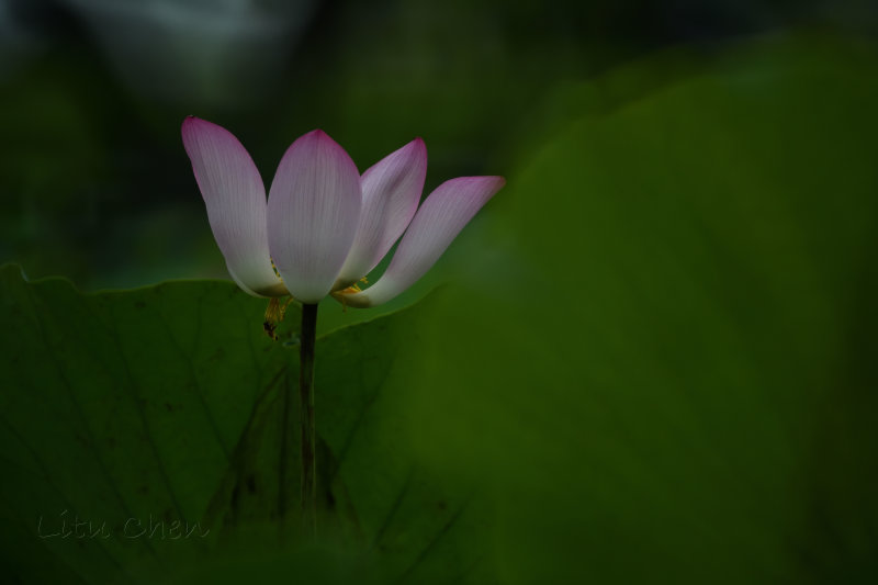 dsc_8763.jpg