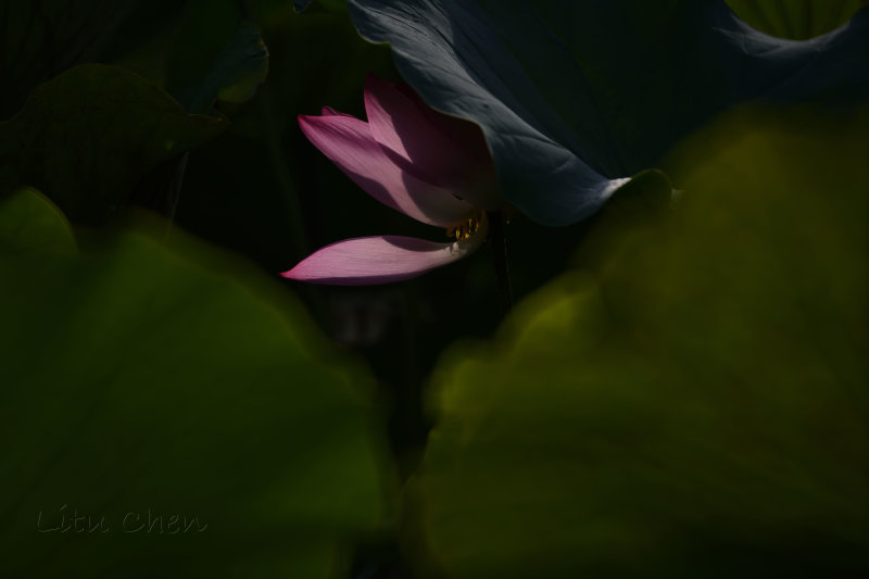 dsc_8909.jpg