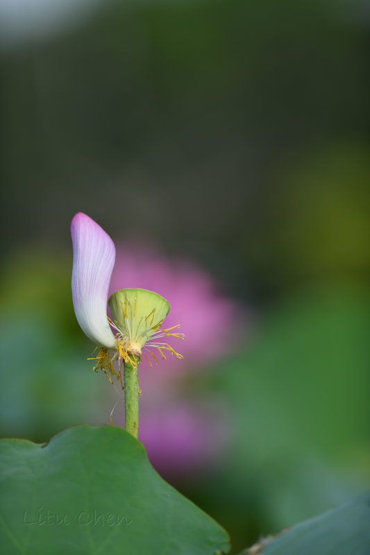 dsc_8927.jpg