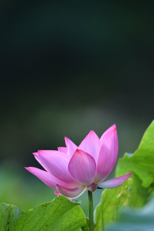 dsc_9234.jpg