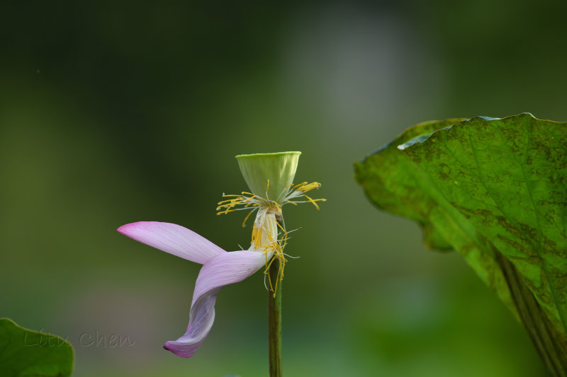 dsc_9404.jpg