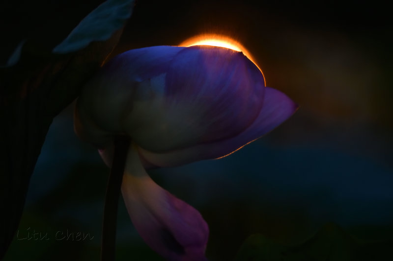 dsc_9771.jpg
