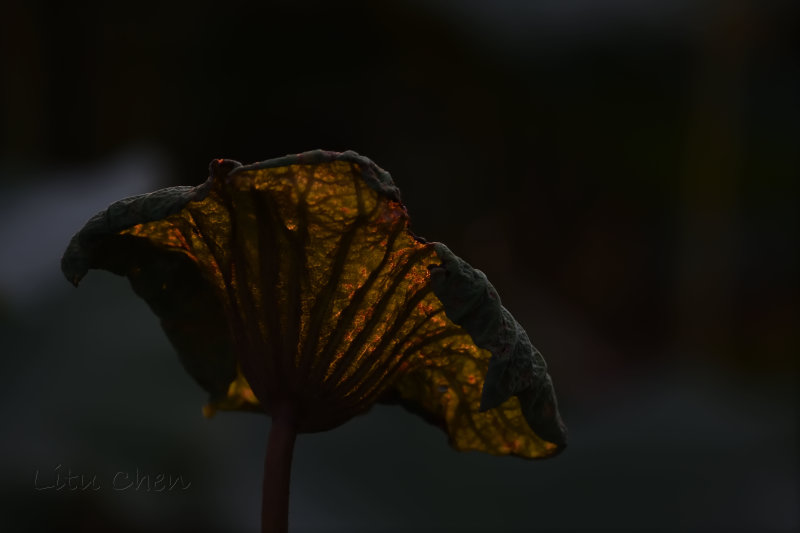 dsc_9863.jpg