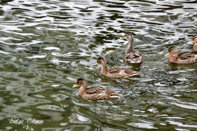 DSC_6376.jpg
