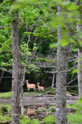 DSC_6518.jpg