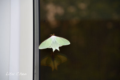 DSC_6605.jpg