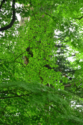 DSC_8117.jpg